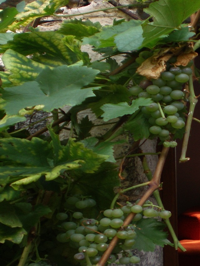 Entrée Verdier